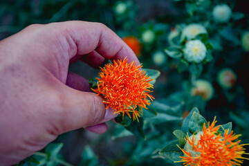 Carthamus tinctorius, large areas of fields bloom and spread