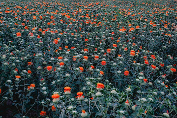 Fototapeta premium Carthamus tinctorius, large areas of fields bloom and spread
