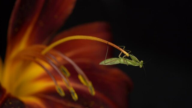 Tiny Praying Mantis Cleaning Herself On a Lily Flower Stamen