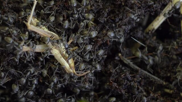 Many Black Ants Are Eating an Insect, macro in nature, Lasius niger