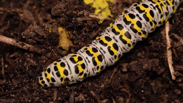 Static macro, colorful caterpillar moth crawling on earth soil