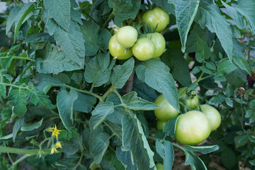 Agricultural organic cultivation, growing green tomatoes