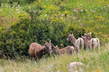 Mother and Babies Big Horn Sheep in a Meadow with Wild Flowers in Rocky Mountain National Park, Colorado, USA