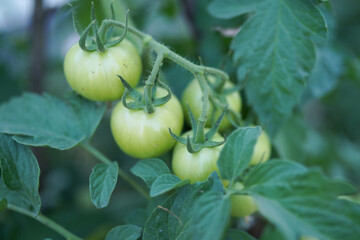 Agricultural organic cultivation, growing green tomatoes