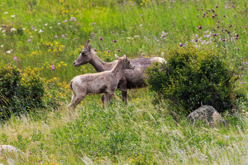 Big Horn Sheep in a Meadow with Wild Flowers in Rocky Mountain National Park, Colorado, USA