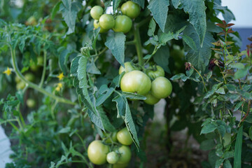 Agricultural organic cultivation, growing green tomatoes