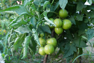 Agricultural organic cultivation, growing green tomatoes