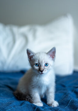 A kitten of Ragdoll breed and Thai white color with an ash muzzle and blue eyes.