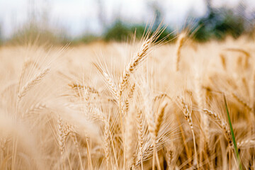 Ripe golden wheat, wheat ears