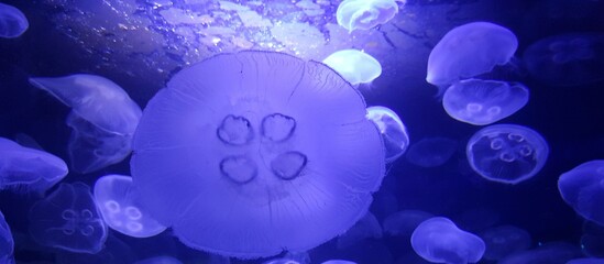 Moon Jellyfish in water