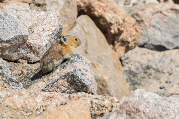 Pika, a rabbit like rodent, spotted in Rocky Mountains, Colorado, USA