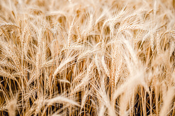 Ripe golden wheat, wheat ears
