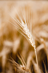Ripe golden wheat, wheat ears