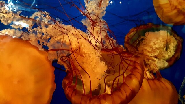 Lion's Mane Jellyfish In Water