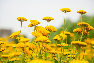 Milfoil harvested in the plantation, vanilla plants bloom in large areas © Brekke