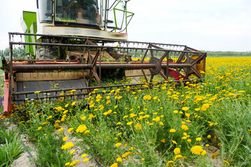 Milfoil harvested in the plantation, vanilla plants bloom in large areas © Brekke