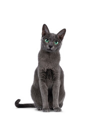 Young silver tipped Korat cat, sitting up facing front. Looking towards camera with bright green...
