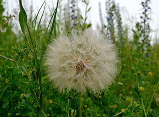 Beautiful fluffy blooming flower dandelion on colored background