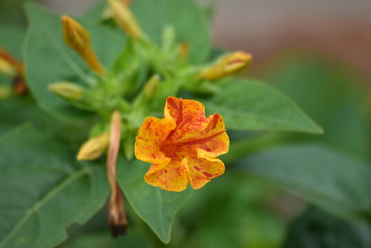 flores de una dama de noche. Mirabilis jalapa. 