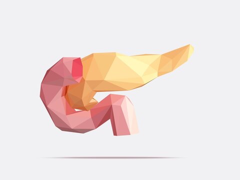 Vector illustration of human pancreas and duodenum with faceted low-poly geometry effect. Stylized anatomy of internal human organ pancreas