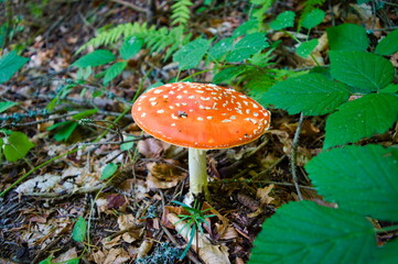 The toadstool