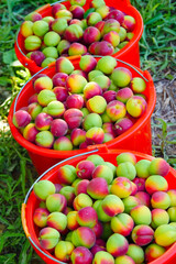 Red apricots harvested in the orchard