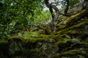 Fototapeta premium Rheinsteig forest landscape.