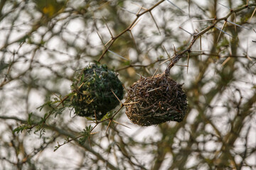 Male African southern masked weaver building bird nest