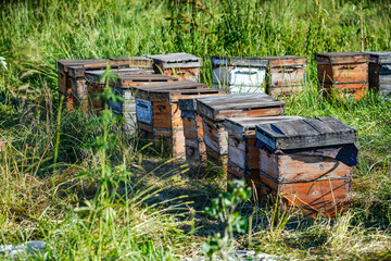 Apiary beehives and bees, virgin forest environment