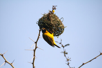 Male African southern masked weaver building bird nest