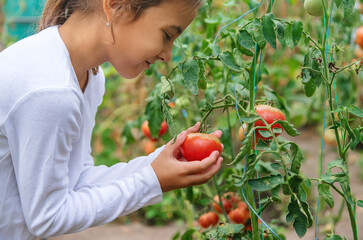 The child is harvesting tomatoes. Selective focus.