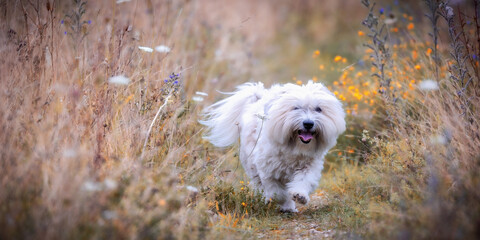 Süßer kleiner Coton de Tulear Hund im hohen Gras im Sommer, der auf die Kamera zu läuft - 451862886