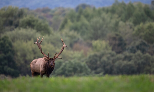 Bull Elk Portrait During the Rut