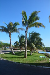 Fototapeta na wymiar wakacje palmy natura roślinność ciepłe kraje Kuba
