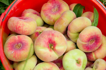 Fresh ripe flat peaches harvested from the orchard