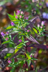 Michaelmas daisy flowers close up