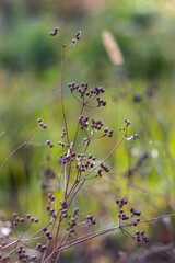 coriander seeds on twigs in autumn close up