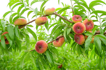 Fresh ripe flat peaches harvested from the orchard