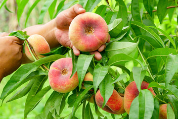 Fresh ripe flat peaches harvested from the orchard