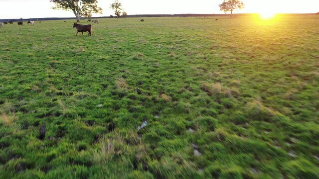Drone footage of Angus and Murray grey cows and steers, grazing on green paddocks and fields in Australia.