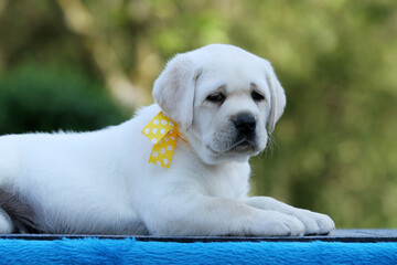 yellow labrador puppy on the blue