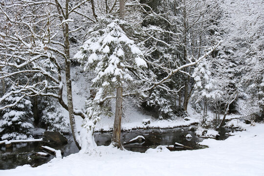 Snow covered small trees and creek, winter scene.