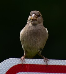 bird perched on road sign