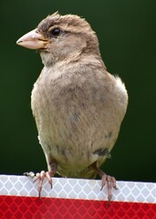 bird perched on road sign