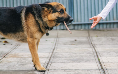The child gives the dog a hand. Selective focus.