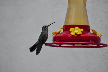 Hummingbird © Sebastian