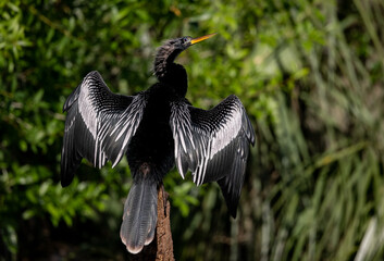 An anhinga in Florida 