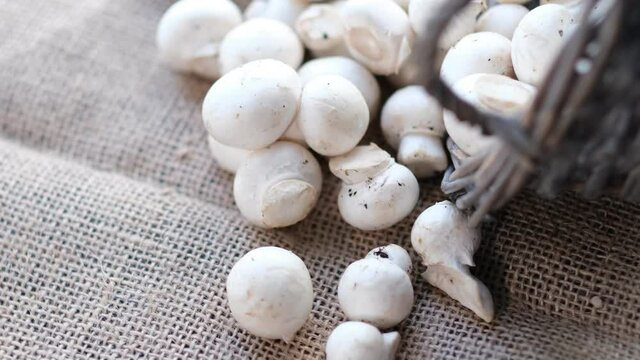 White champignons with textured caps are spinning. Close up video. top view. Slow motion video. stock footage.