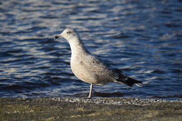 seagull on the shore