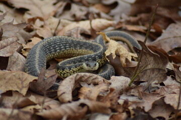 Snake in the leaves